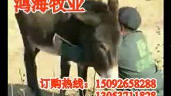 八卦大驴爆料视频播放,揭秘视频播放背后的秘密